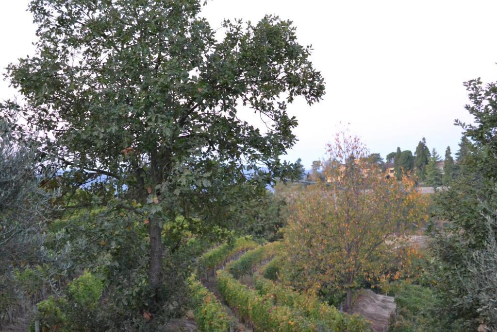 Agriturismo Costa Dei Platani アックイテルメ エクステリア 写真