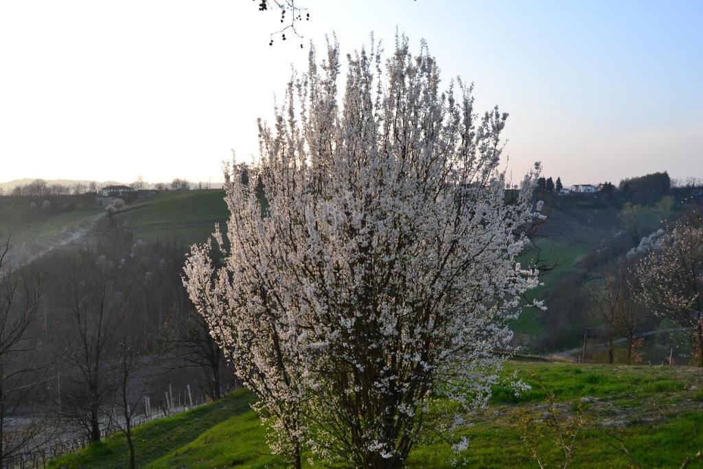 Agriturismo Costa Dei Platani アックイテルメ エクステリア 写真